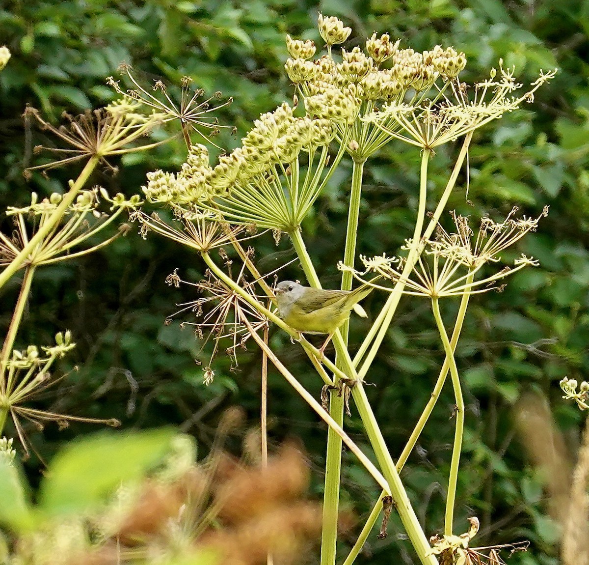 Paruline triste - ML253158791