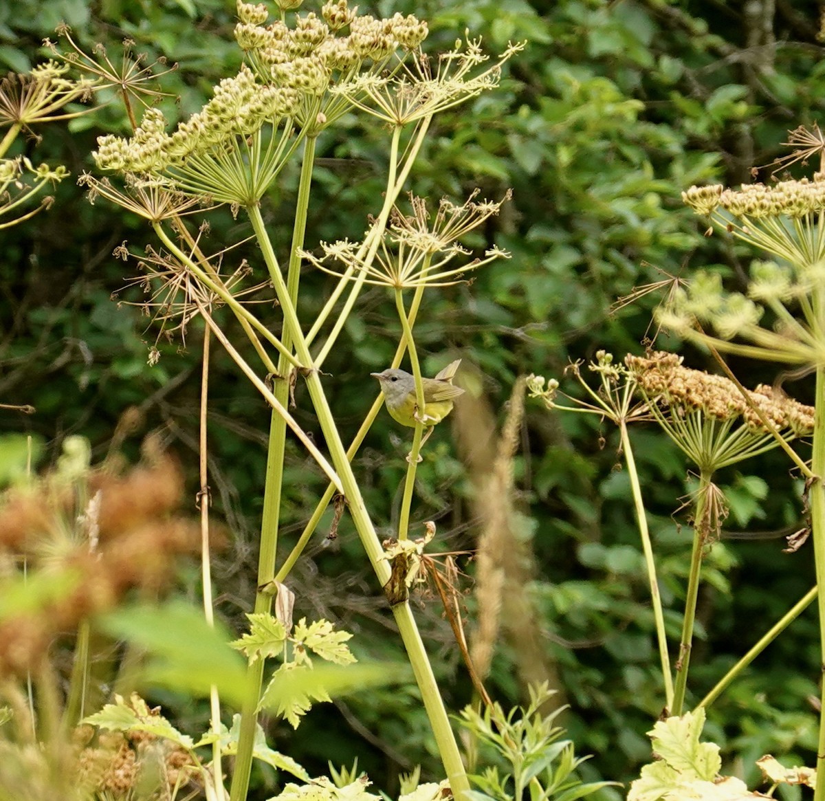 Paruline triste - ML253159161