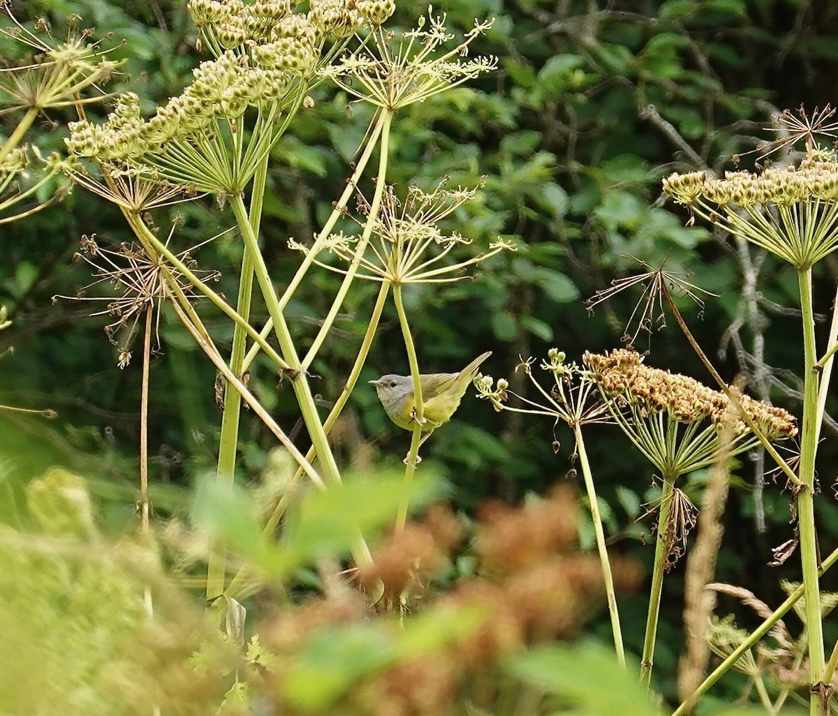Mourning Warbler - ML253159251