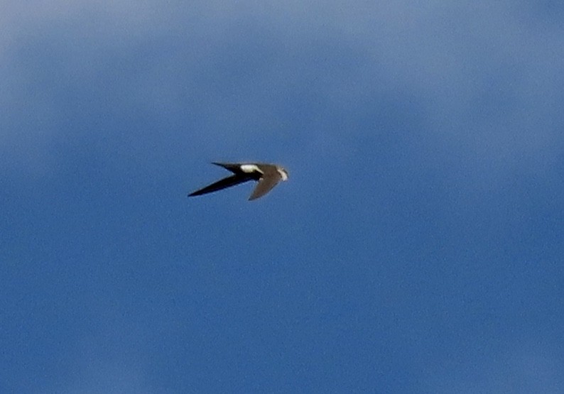 White-throated Swift - Diane Roberts