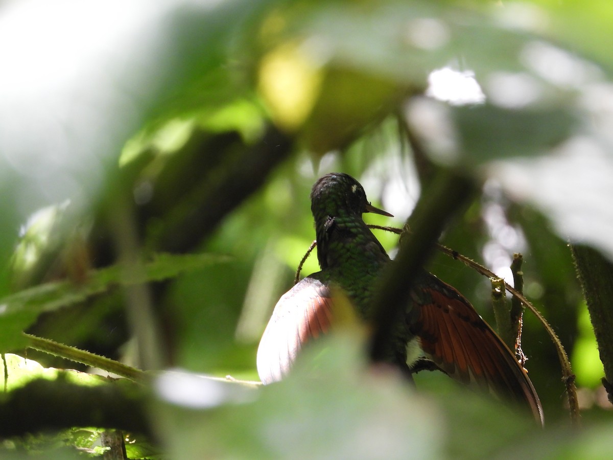 Garnet-throated Hummingbird - ML253159781