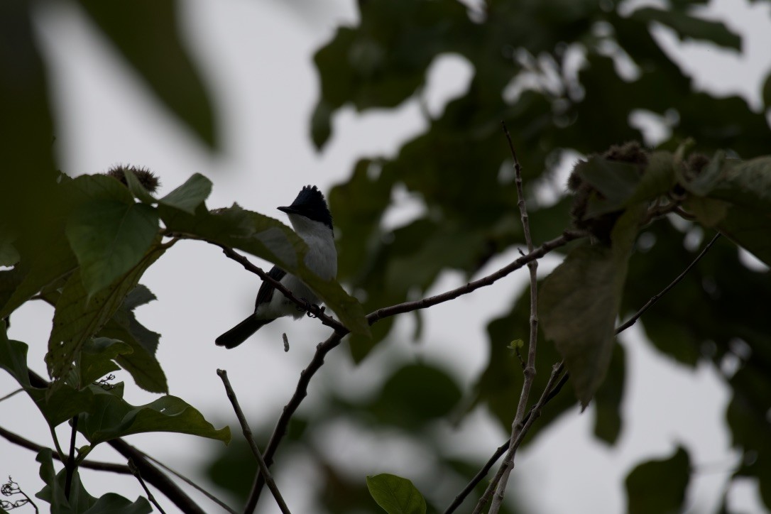 Moluccan Flycatcher - Johan Bergkvist