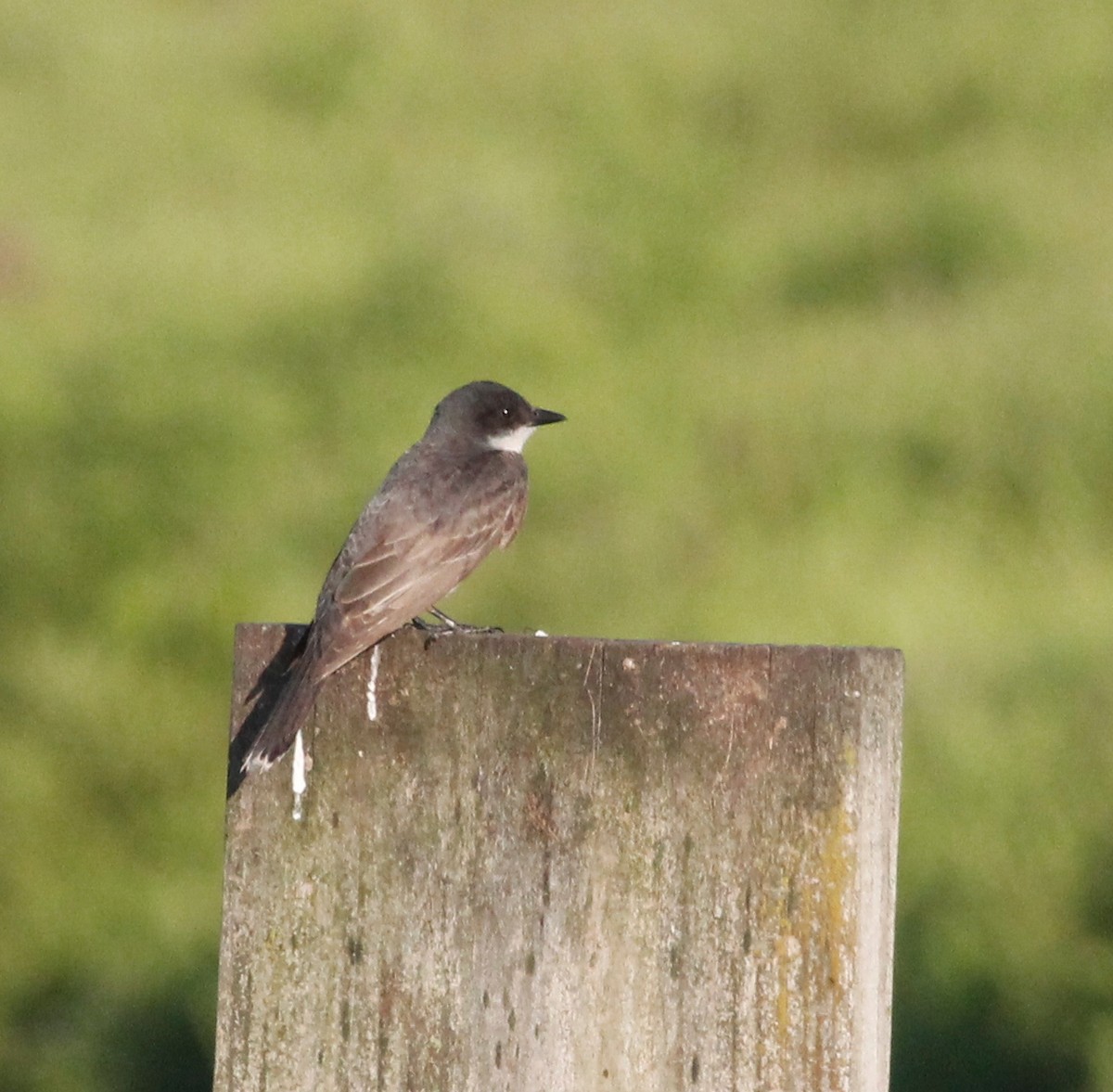 Eastern Kingbird - ML253161771