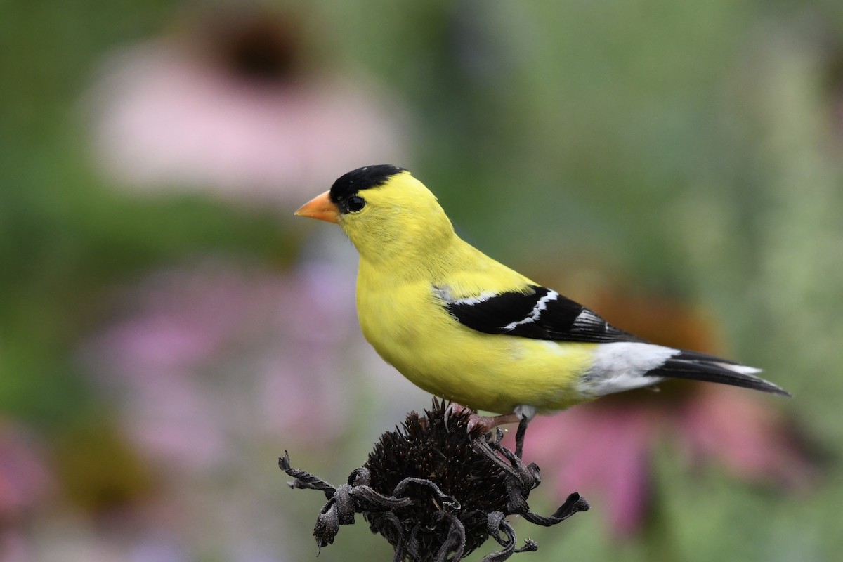 American Goldfinch - ML253163011