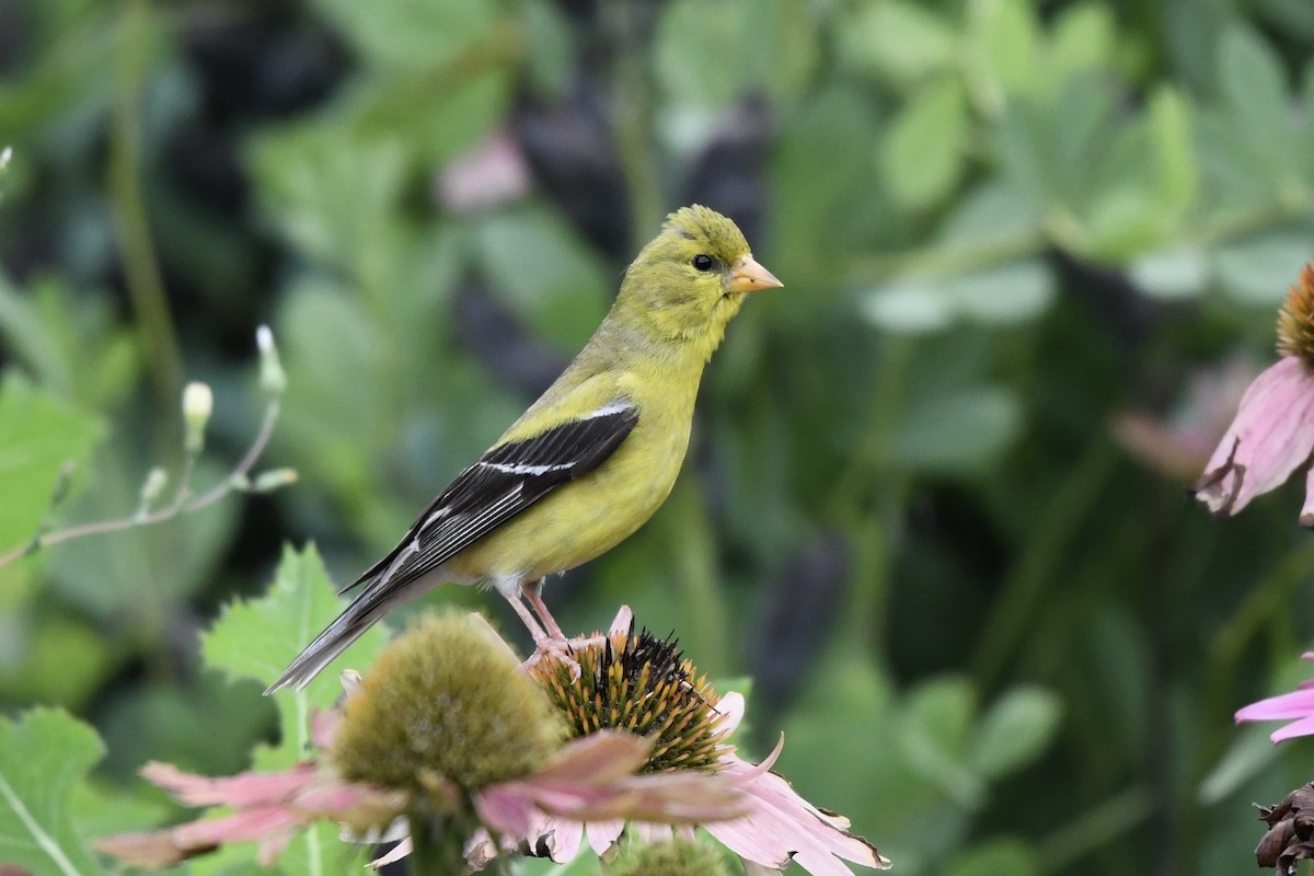 American Goldfinch - ML253163021