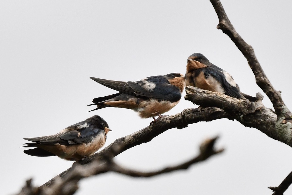 Barn Swallow - ML253163181