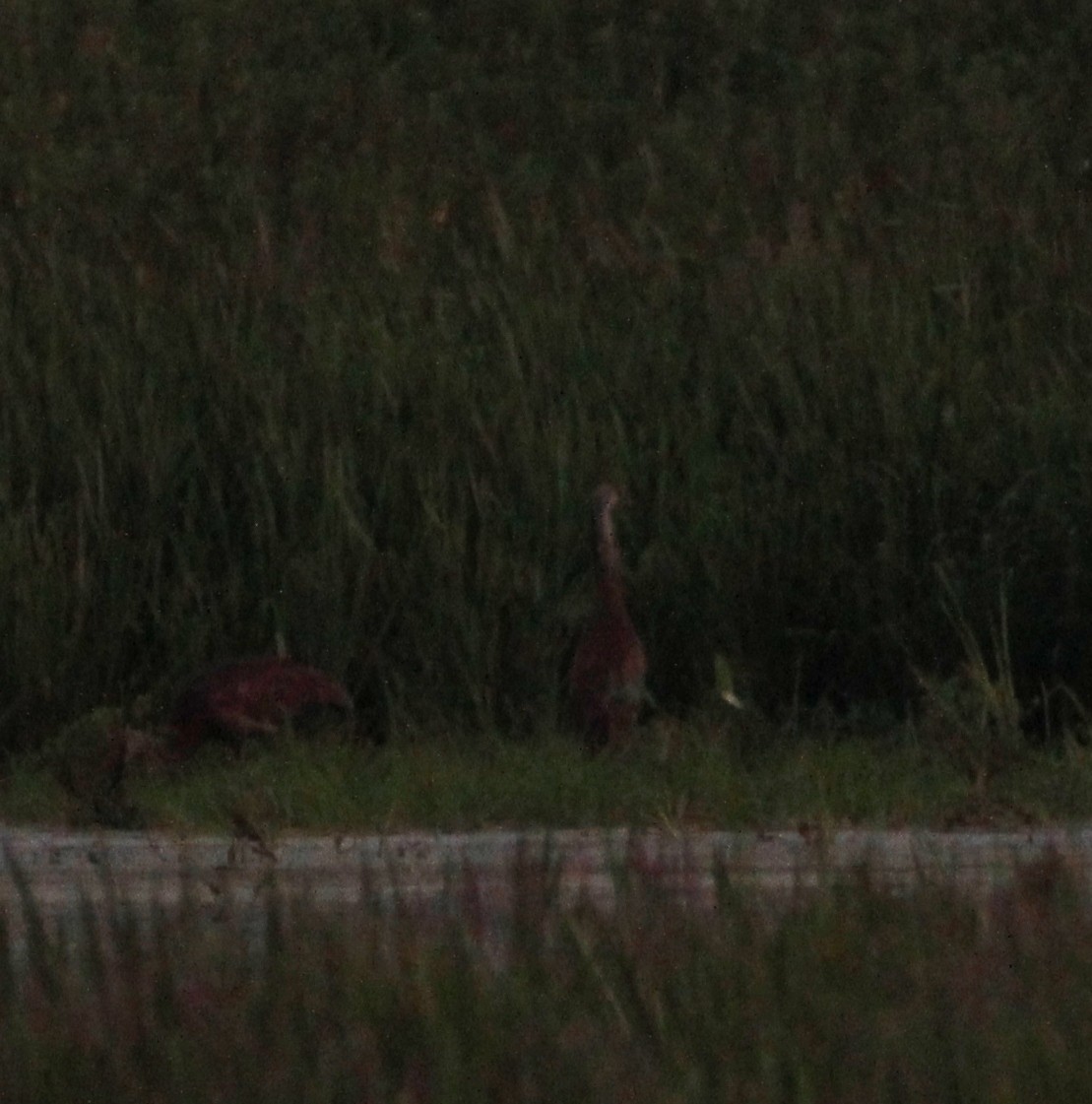 Sandhill Crane - ML253163451