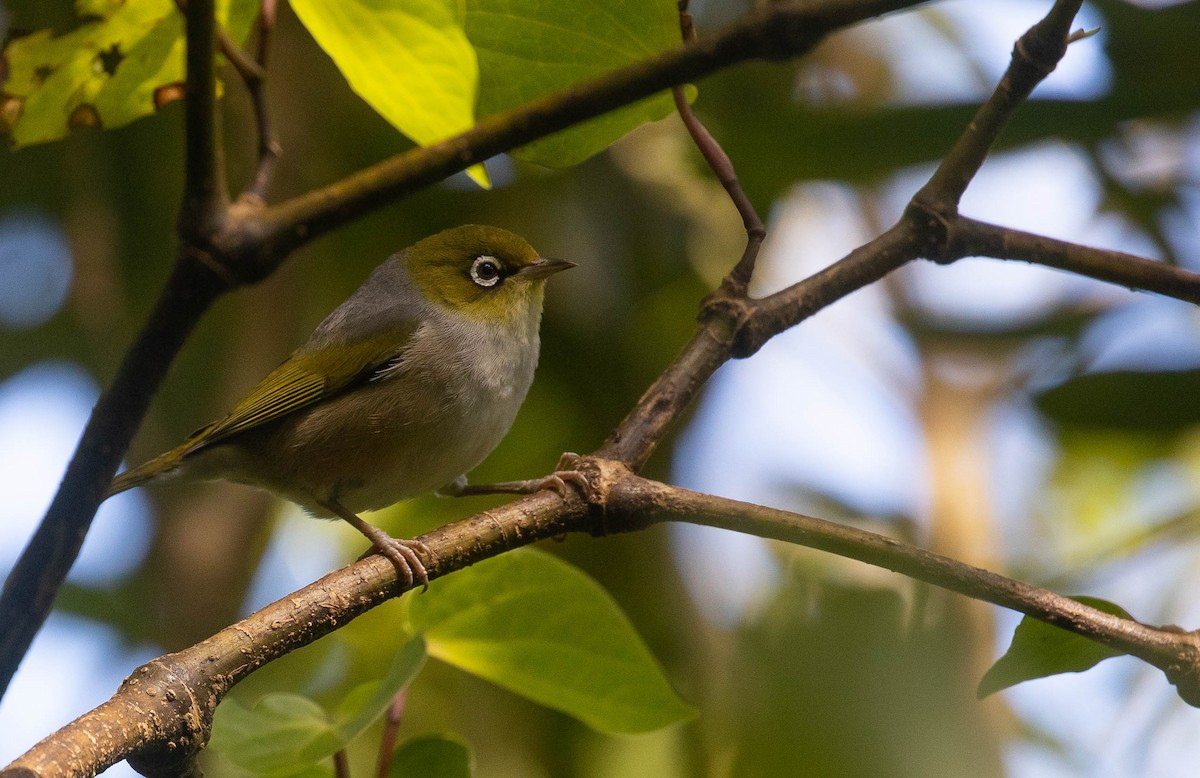 Silvereye - ML253163461