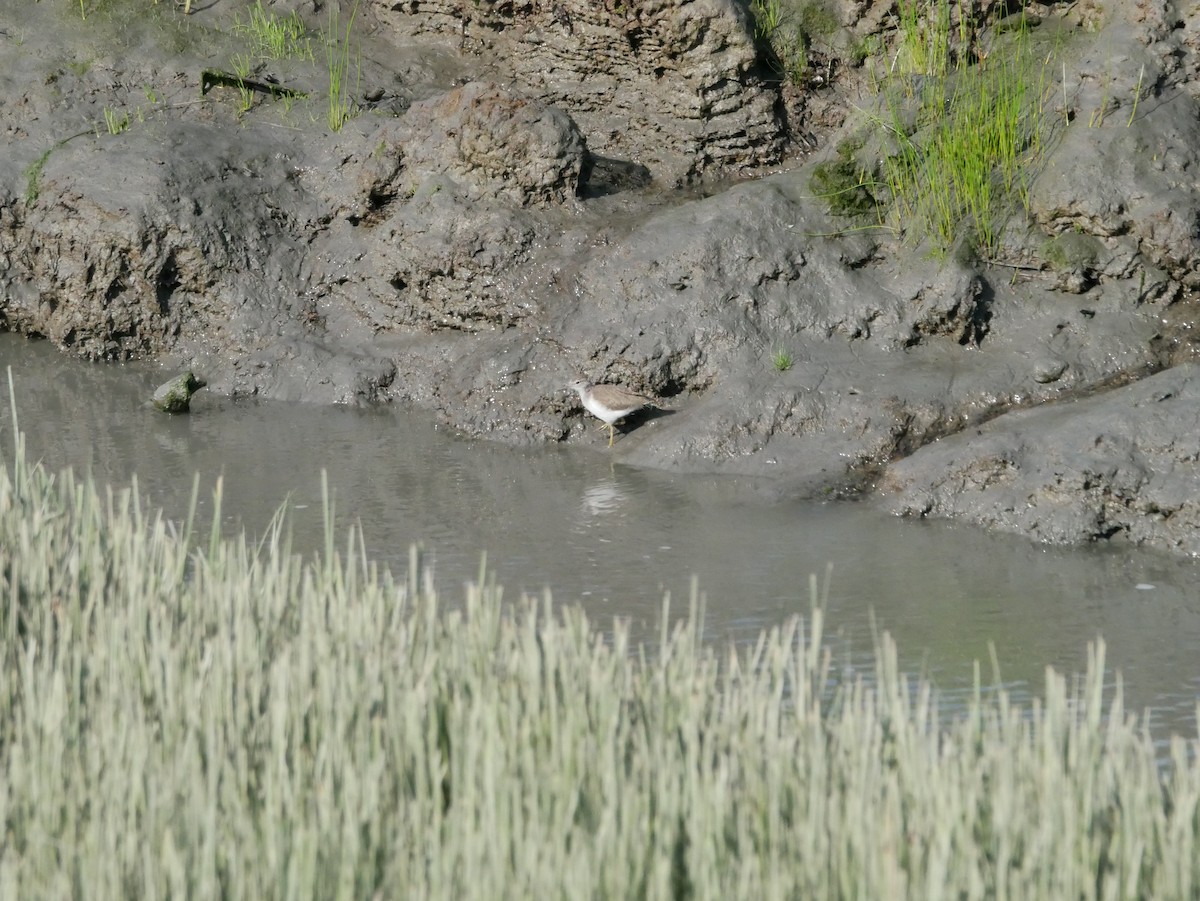 Spotted Sandpiper - ML253163551