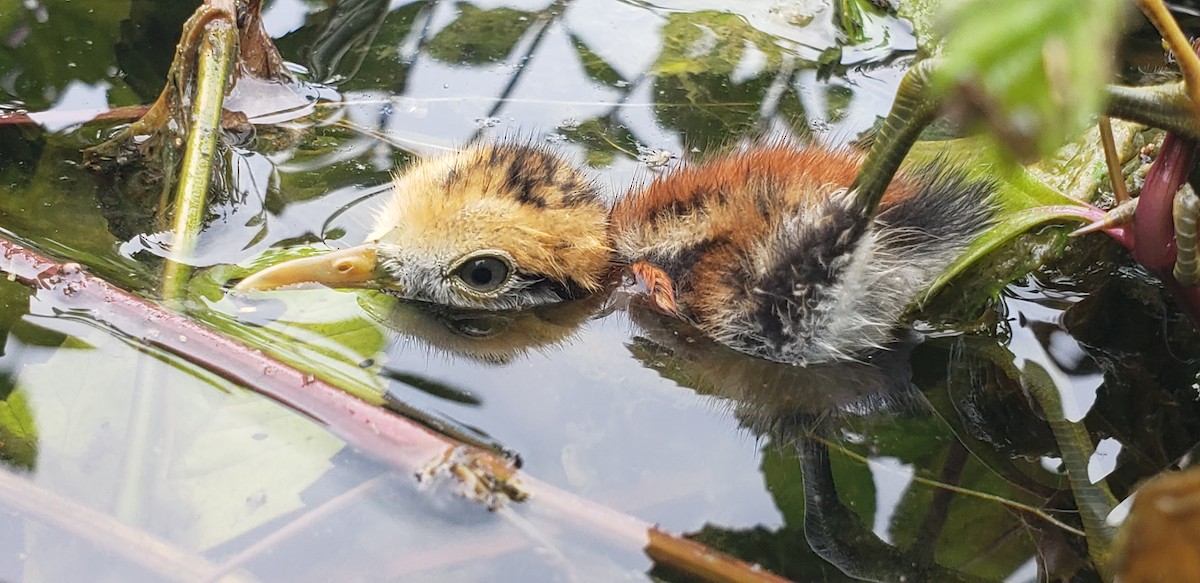 Northern Jacana - ML253164281