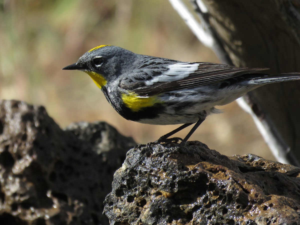 Kronenwaldsänger (Audubonwaldsänger) - ML253165211