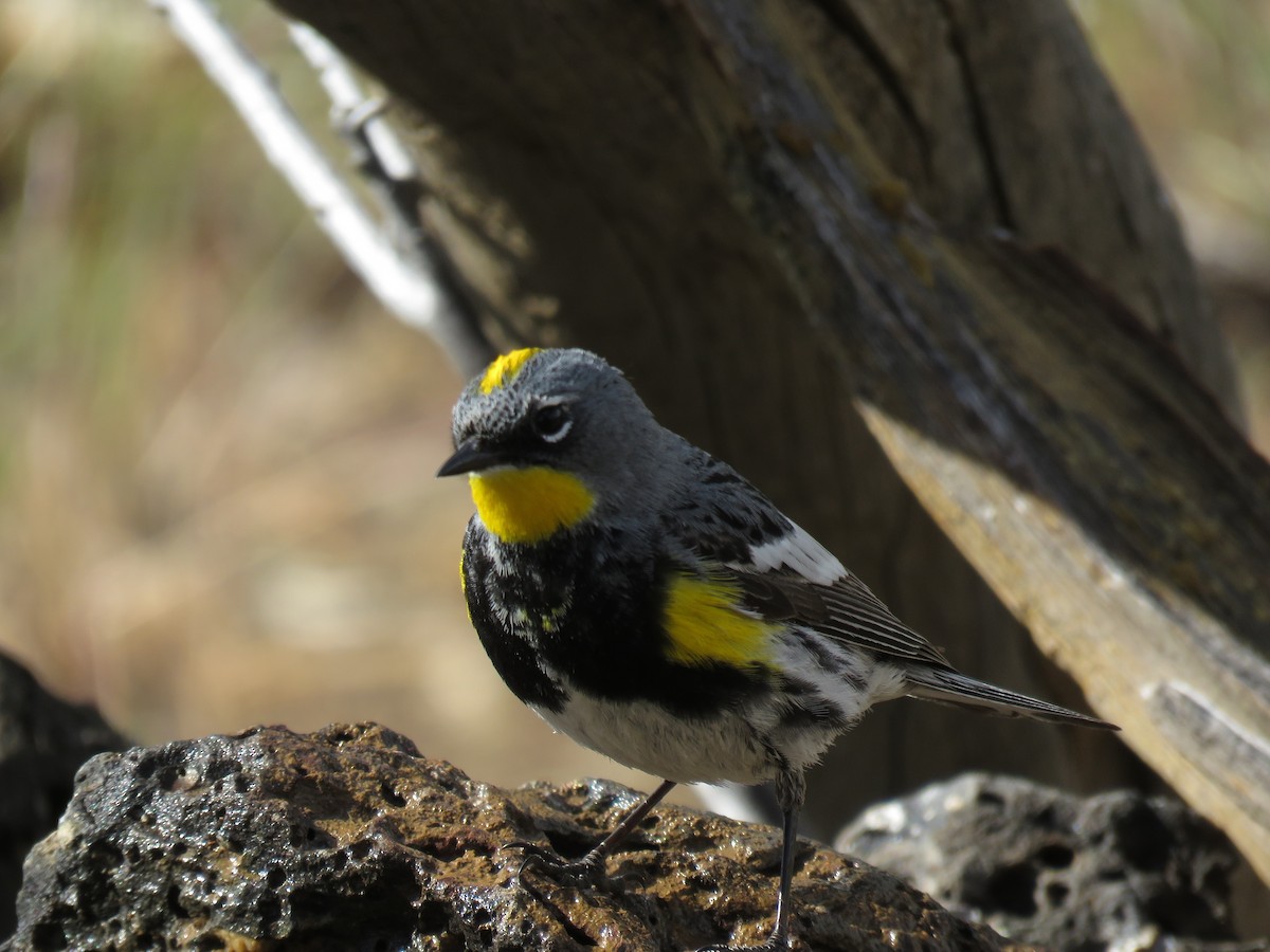 Yellow-rumped Warbler (Audubon's) - ML253165231
