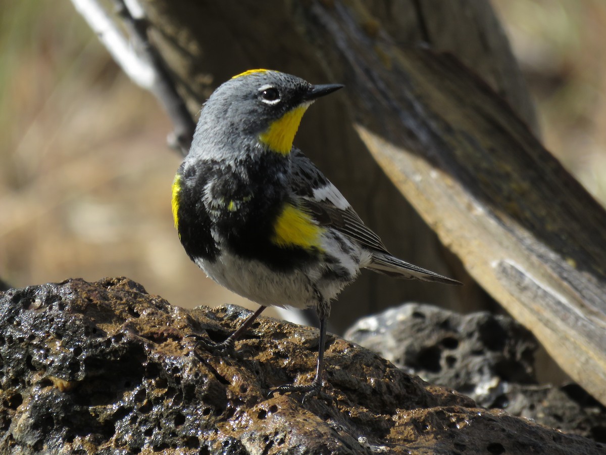 Kronenwaldsänger (Audubonwaldsänger) - ML253165261