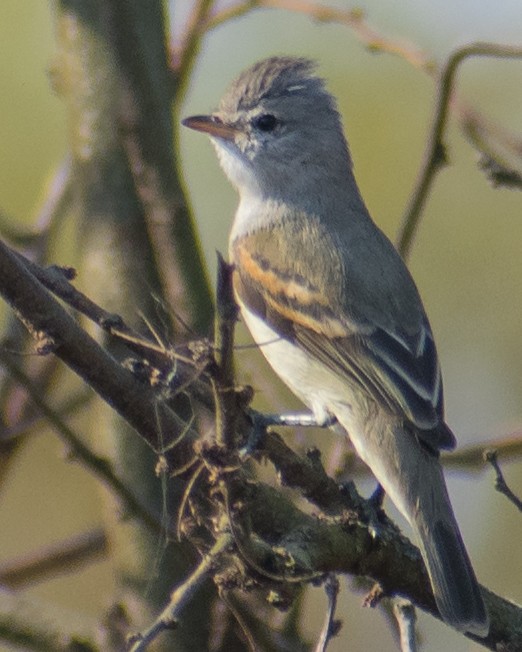 Southern Beardless-Tyrannulet - ML253165411