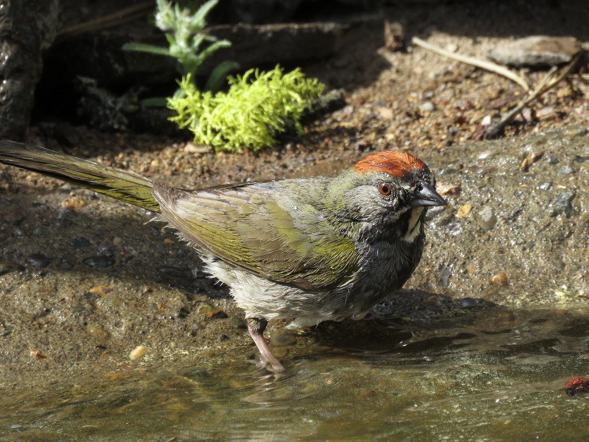 Green-tailed Towhee - Kai Frueh