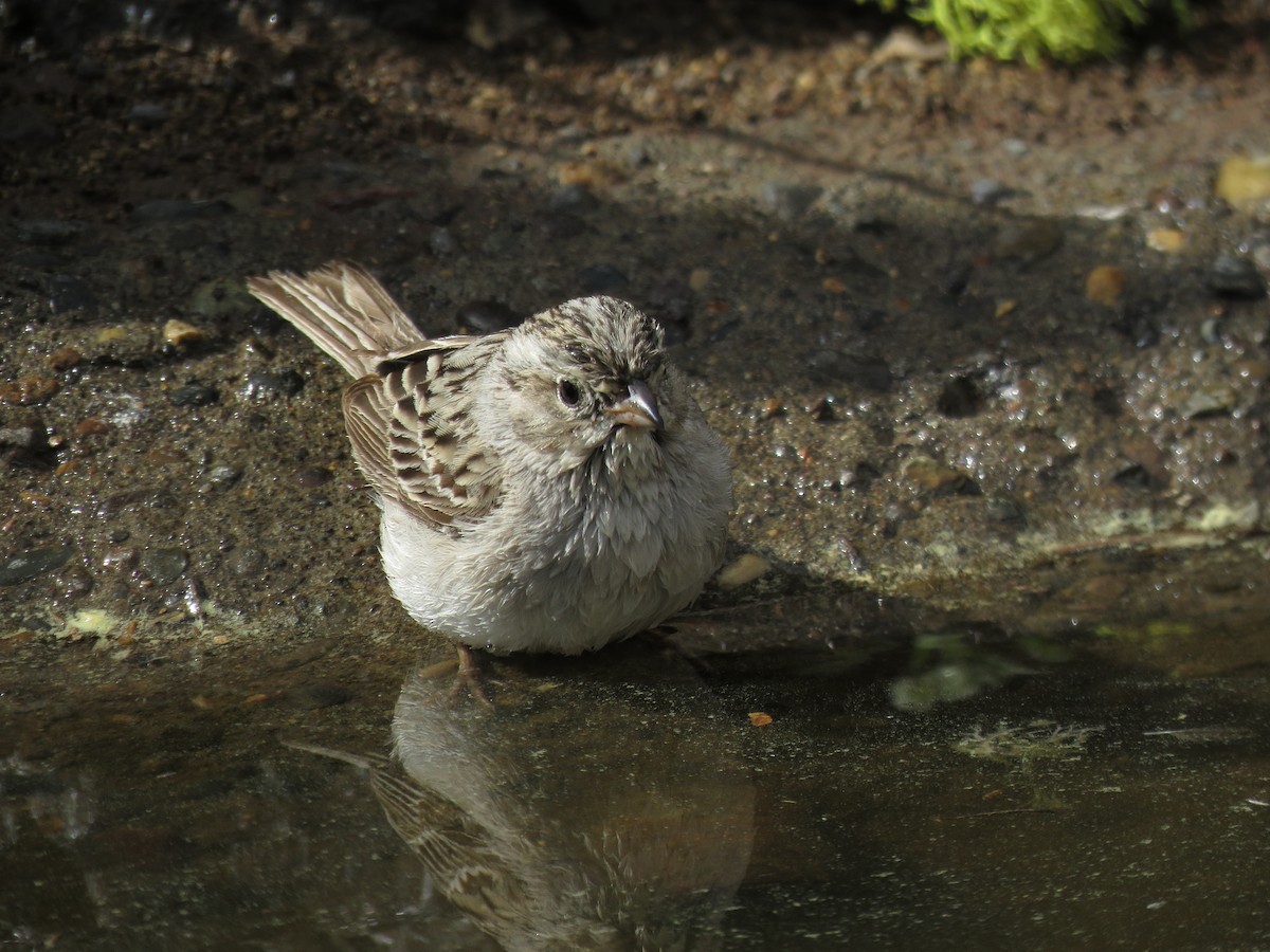 Brewer's Sparrow - ML253166851