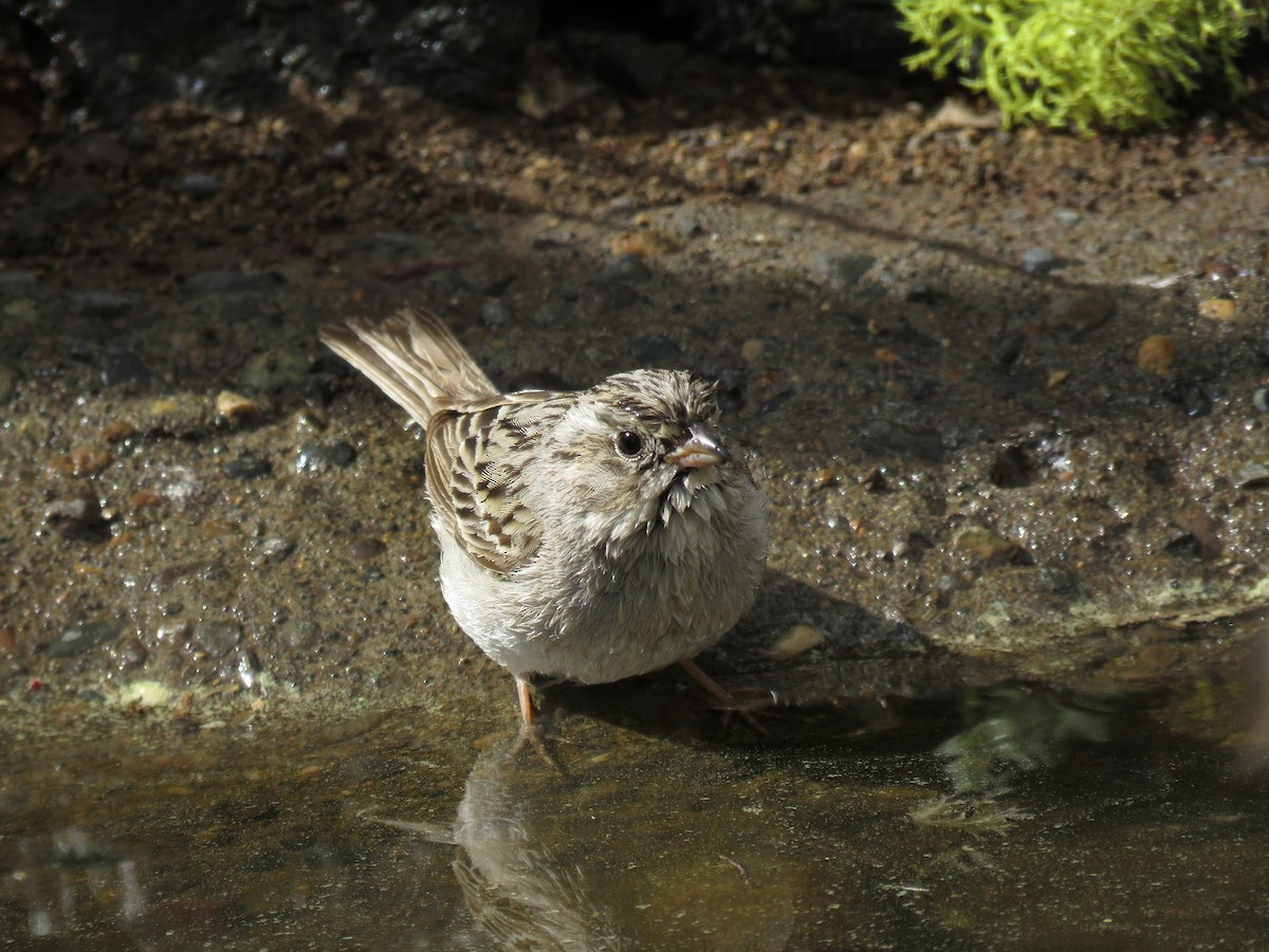 Brewer's Sparrow - ML253167001