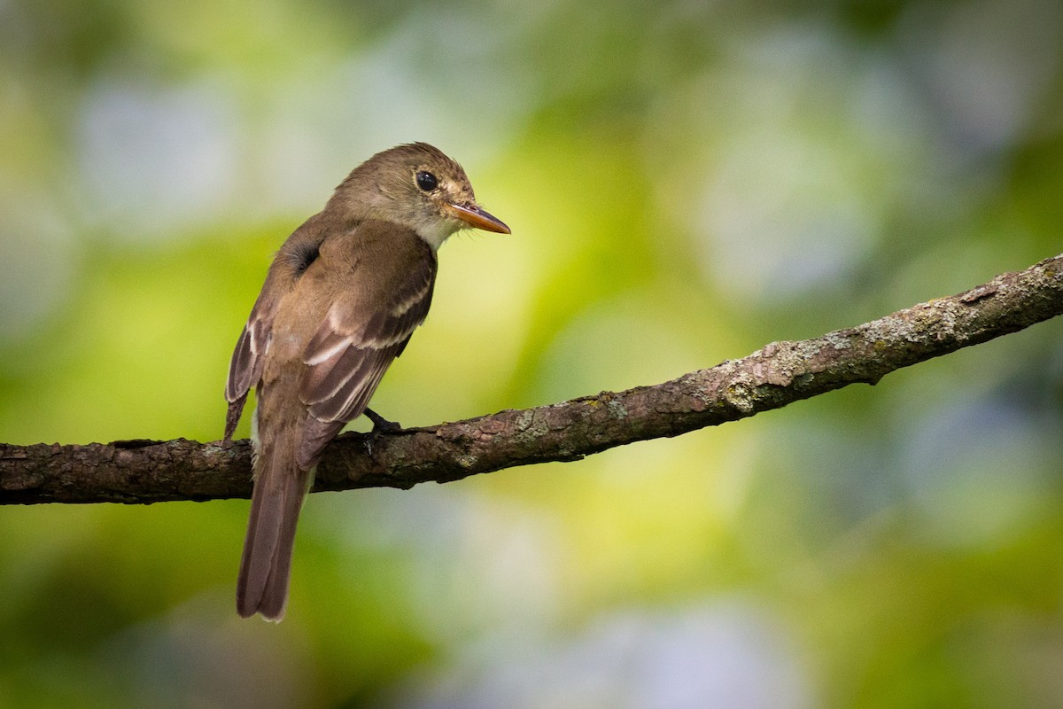 tyranovec vrbový - ML253167011