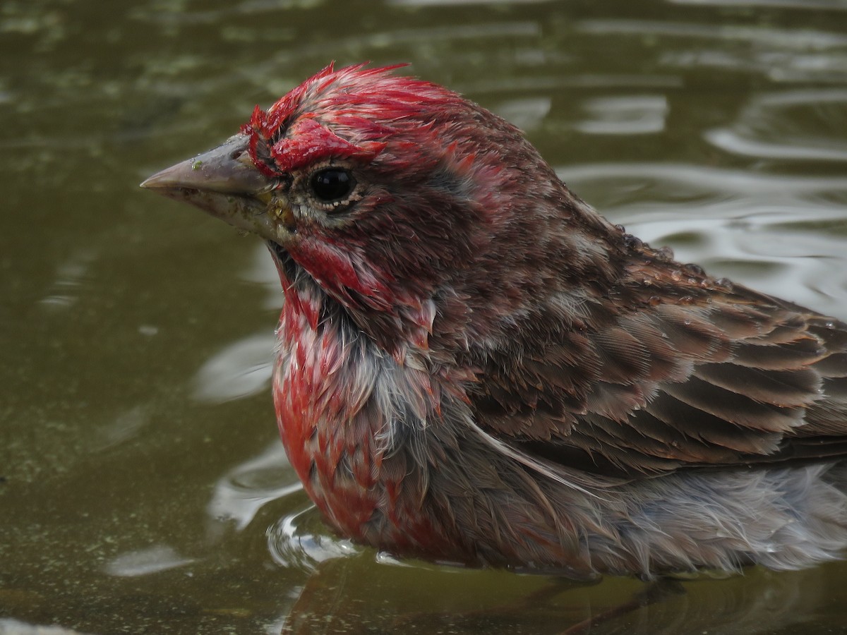 Cassin's Finch - Kai Frueh