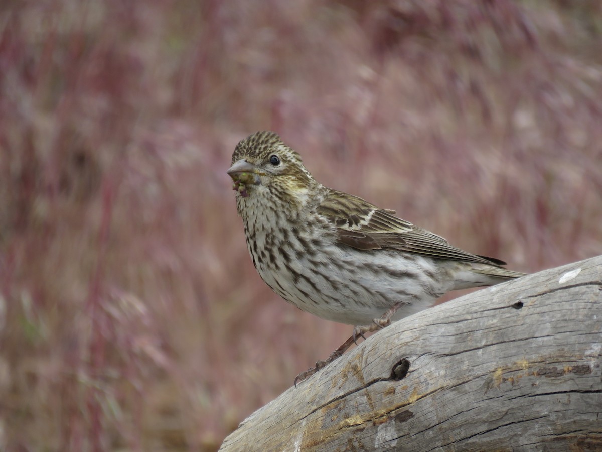 Cassin's Finch - Kai Frueh