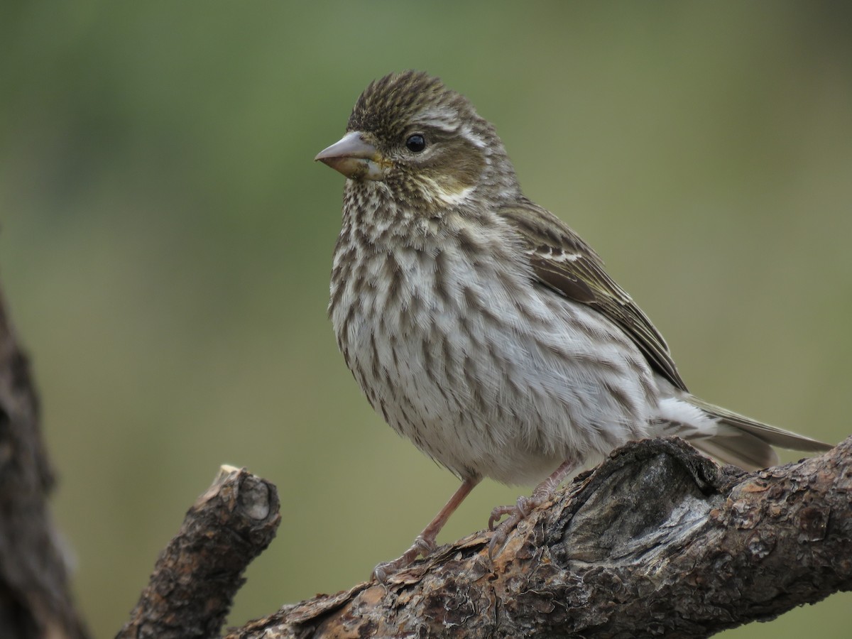 Cassin's Finch - Kai Frueh