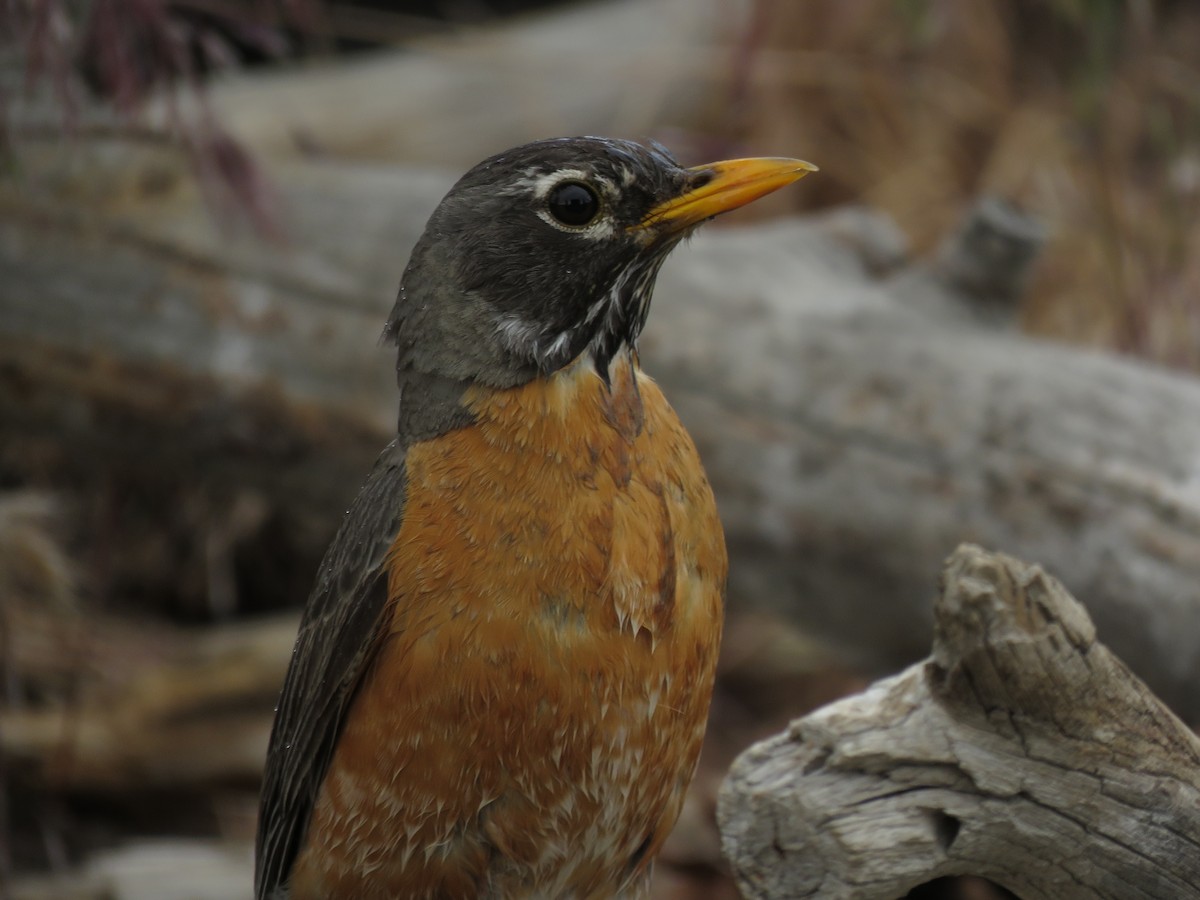 American Robin - Kai Frueh