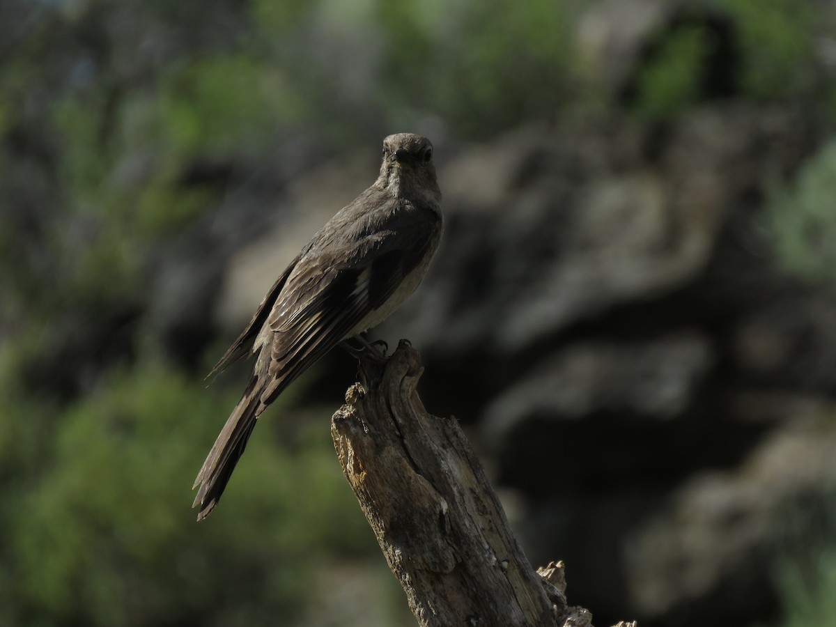 Townsend's Solitaire - Kai Frueh