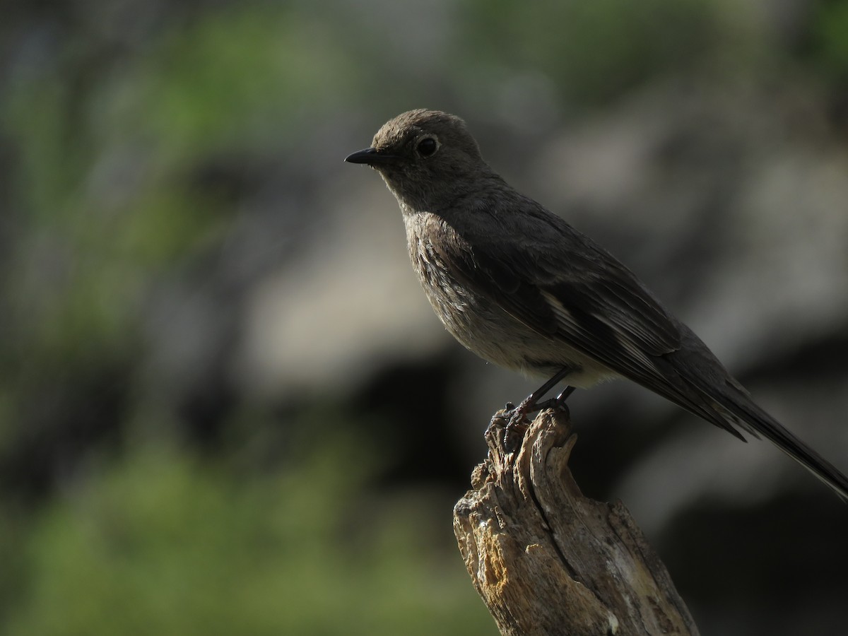 Townsend's Solitaire - ML253169101