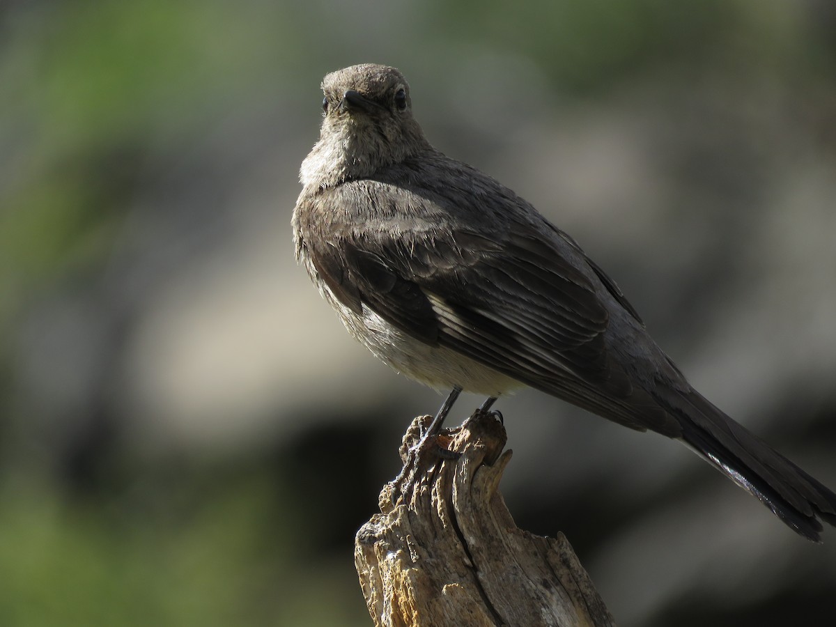 Townsend's Solitaire - ML253169271