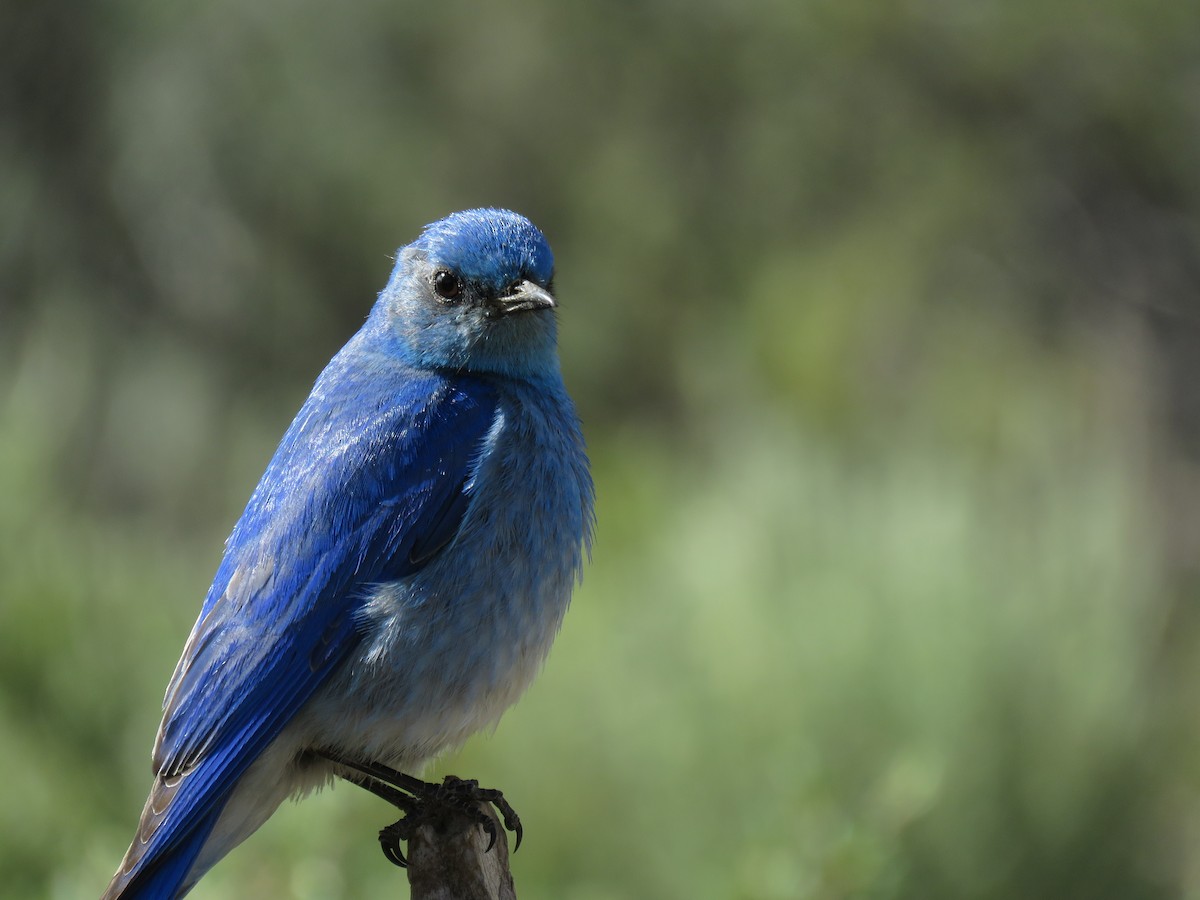 Mountain Bluebird - Kai Frueh