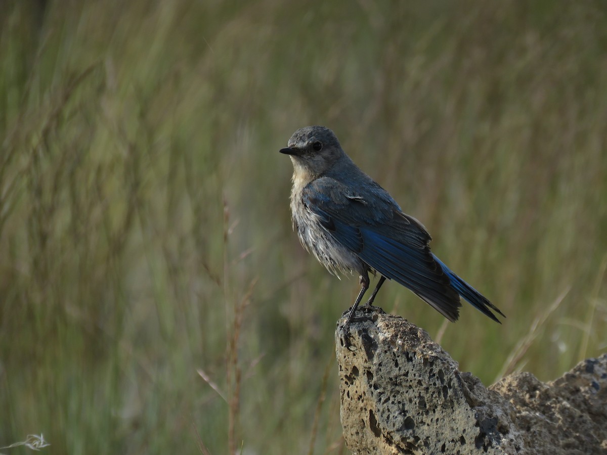 Mountain Bluebird - Kai Frueh