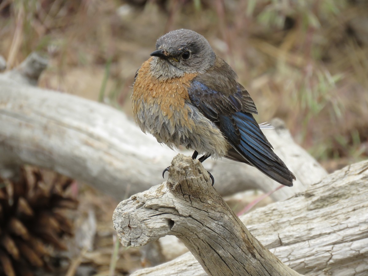 Western Bluebird - Kai Frueh