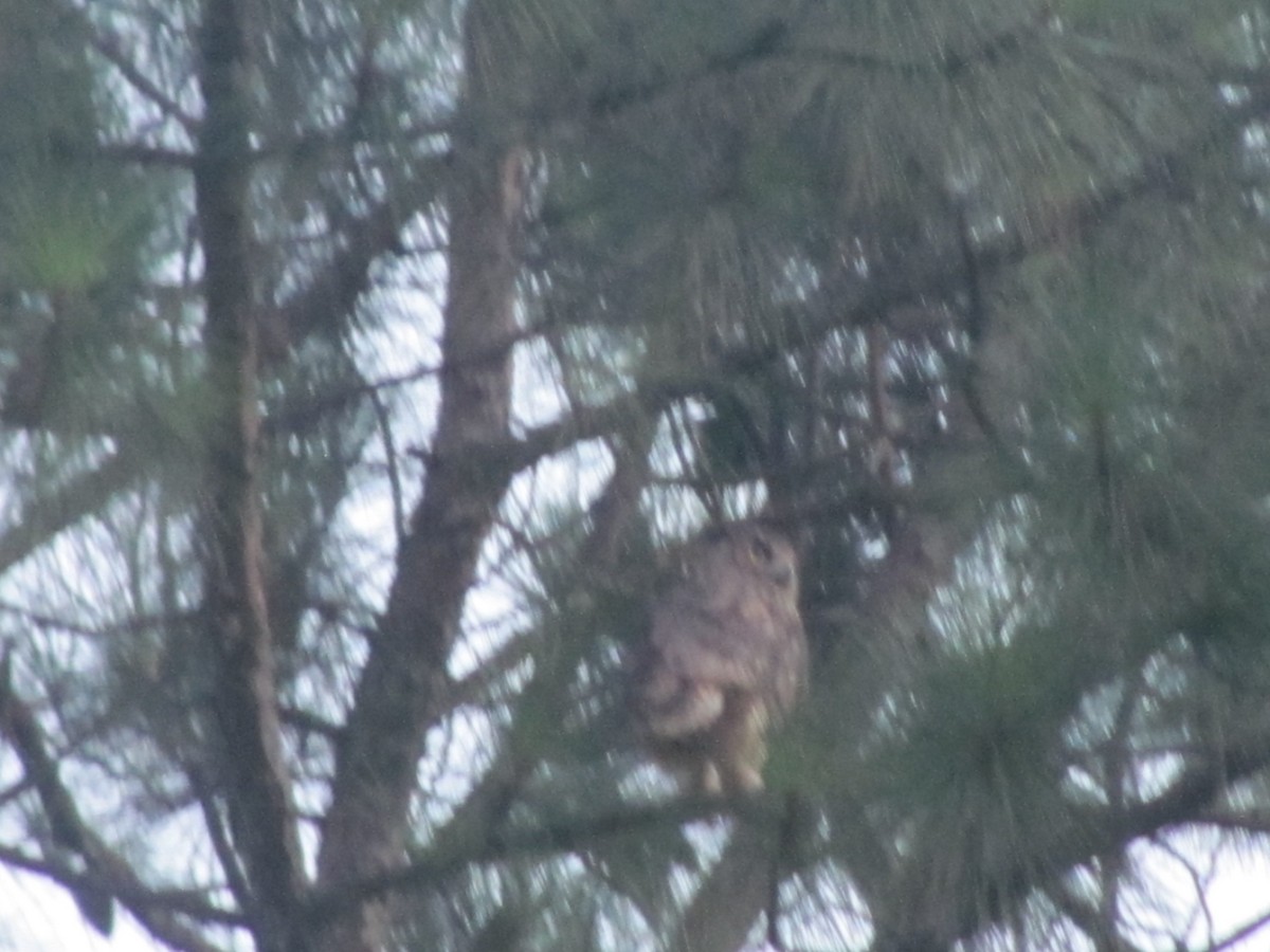 Great Horned Owl - ML253171721