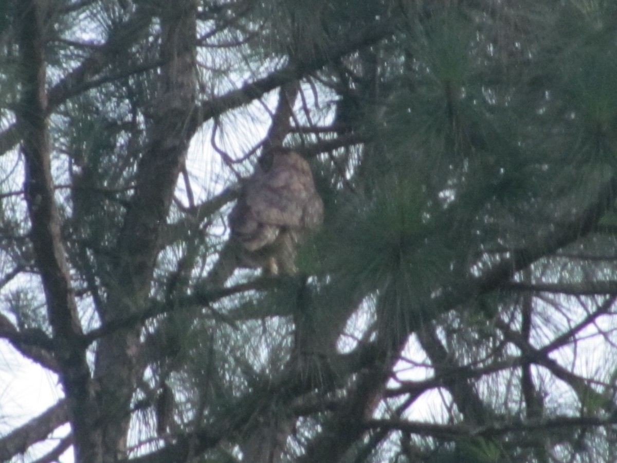 Great Horned Owl - ML253171761