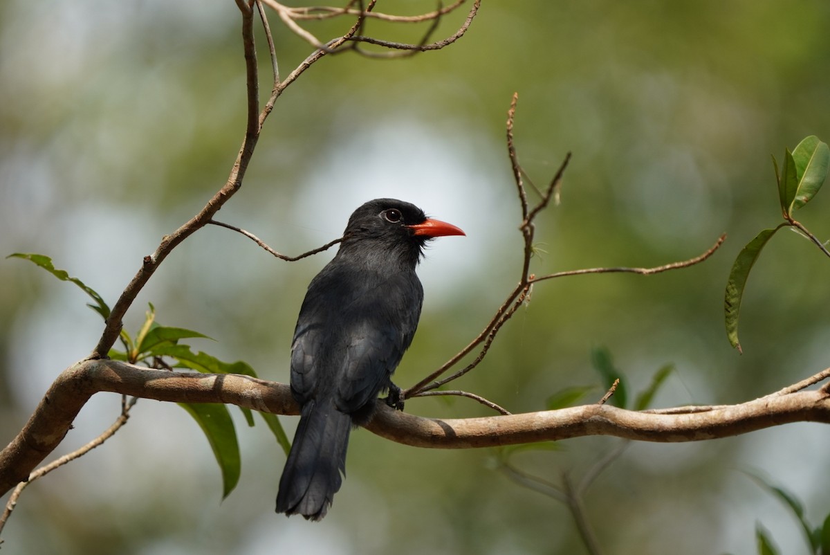 Black-fronted Nunbird - ML253171851