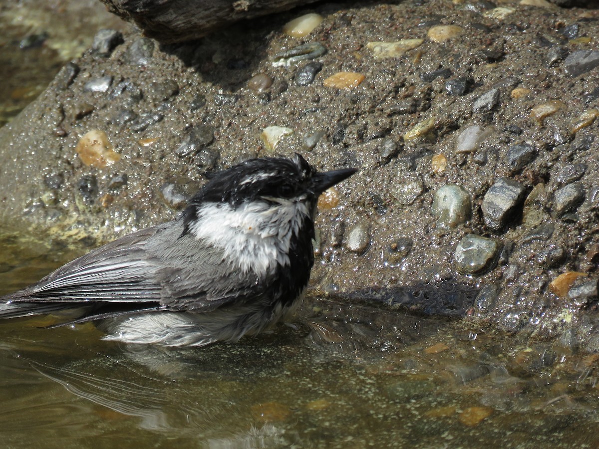 Mountain Chickadee - ML253172061