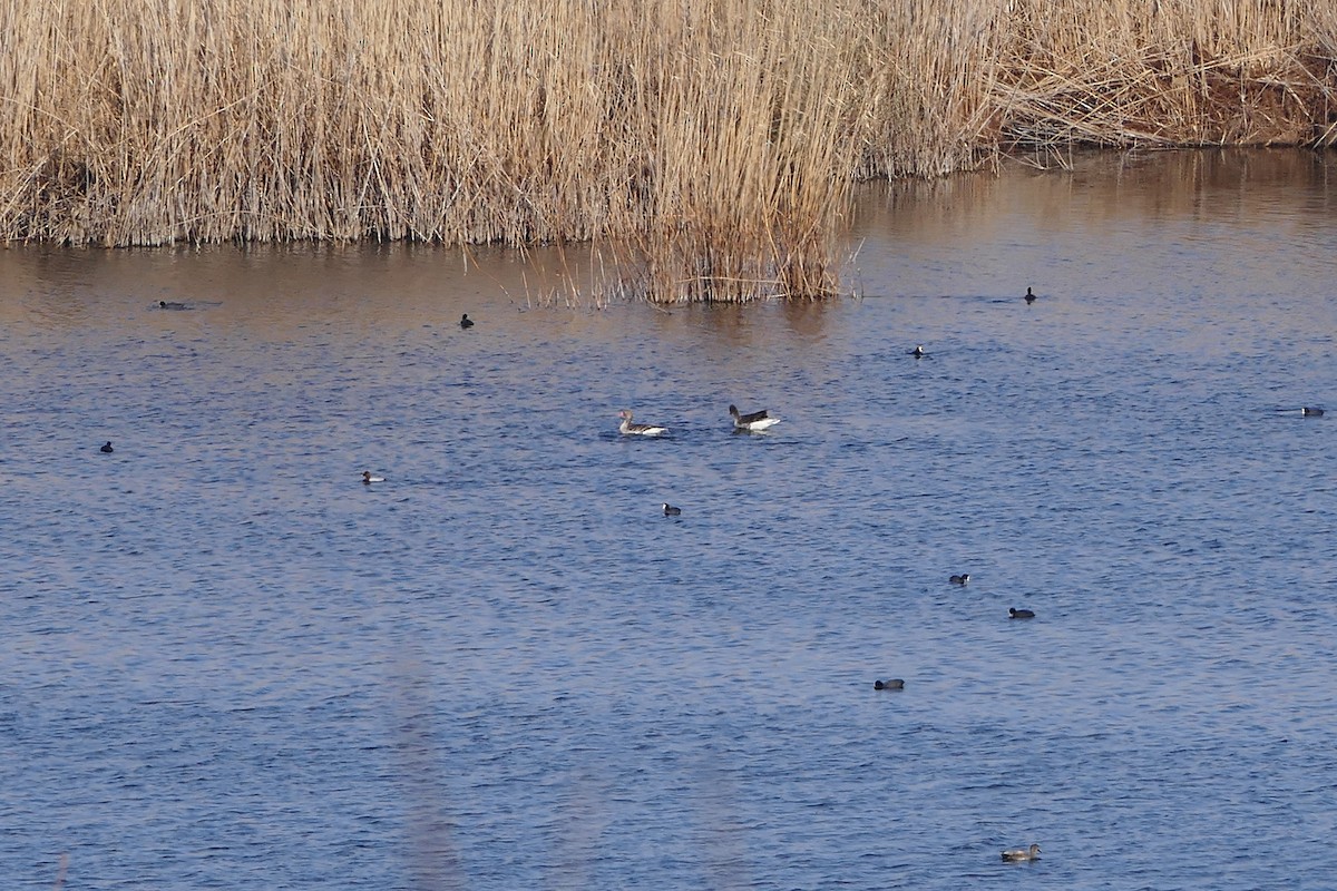 Graylag Goose - ML25317261