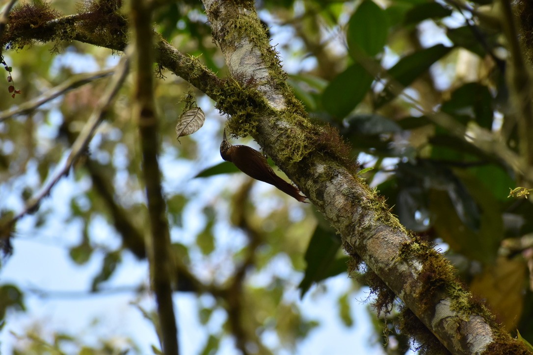 Strong-billed Woodcreeper - ML253172761