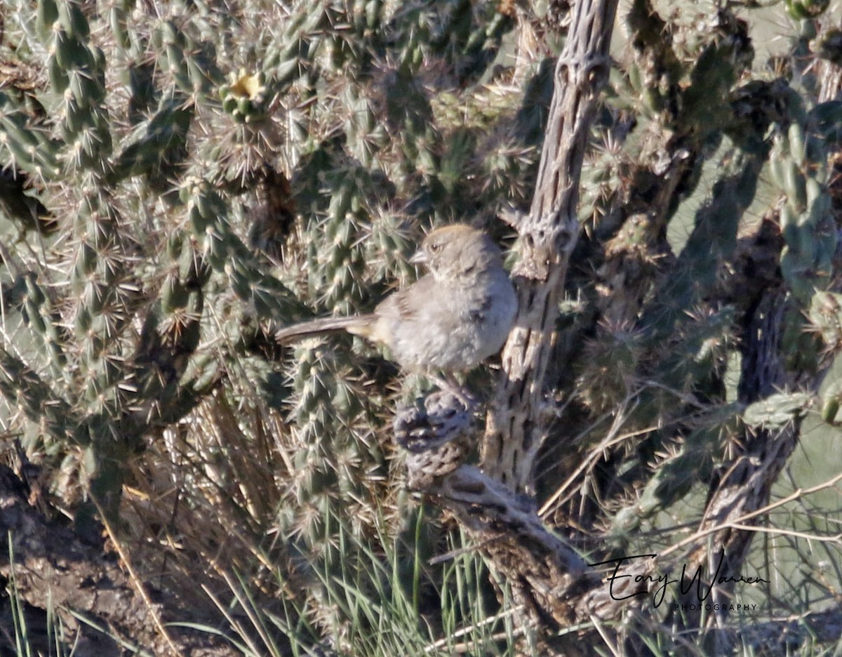 Canyon Towhee - ML253173991