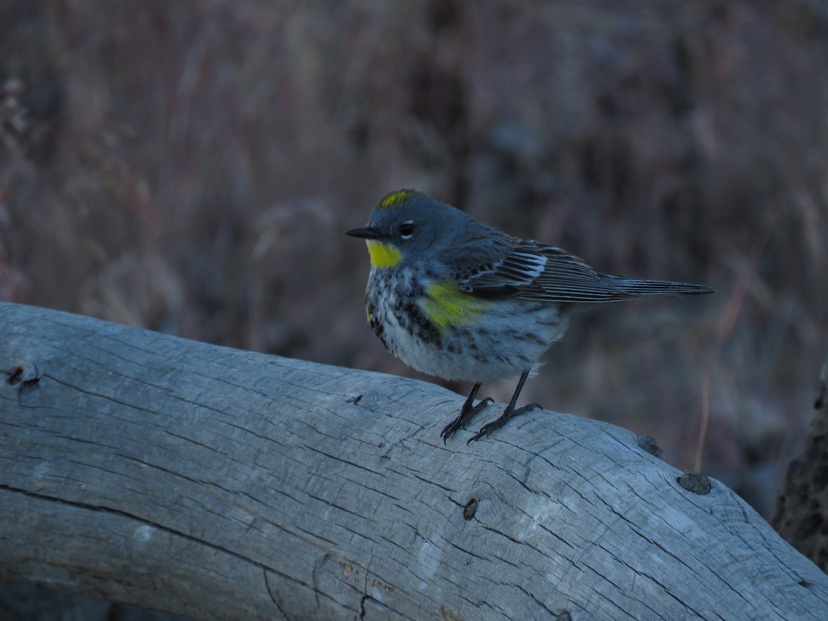 Kronenwaldsänger (Audubonwaldsänger) - ML253174301