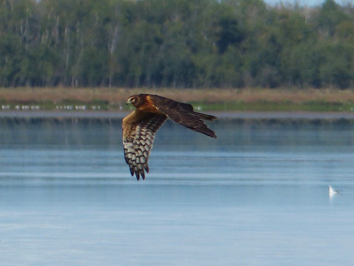 Northern Harrier - Vincent  T Cottrell