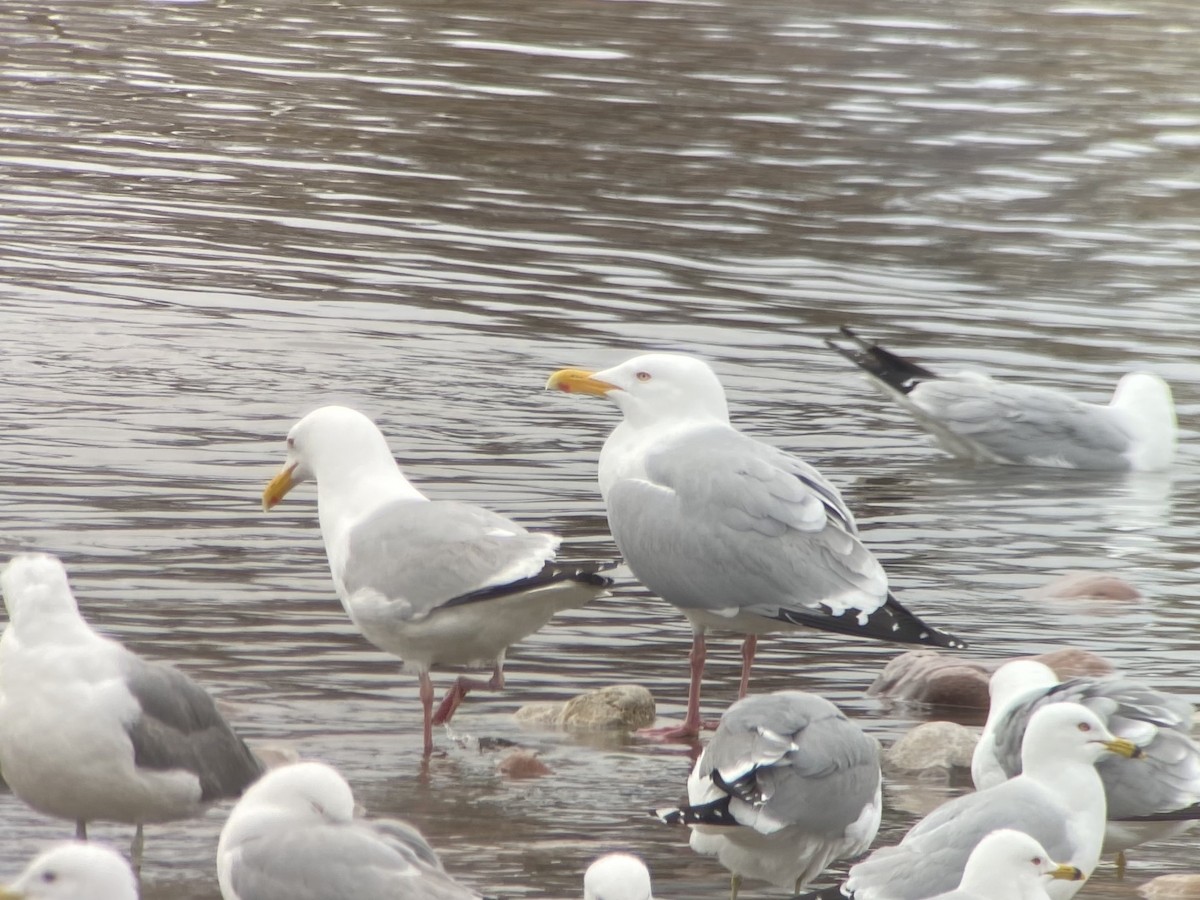 Herring Gull - Cole Wolf