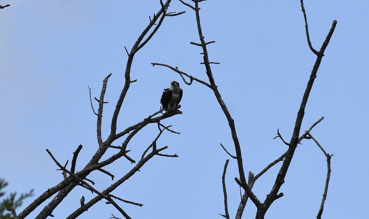 Águila Pescadora - ML253180211