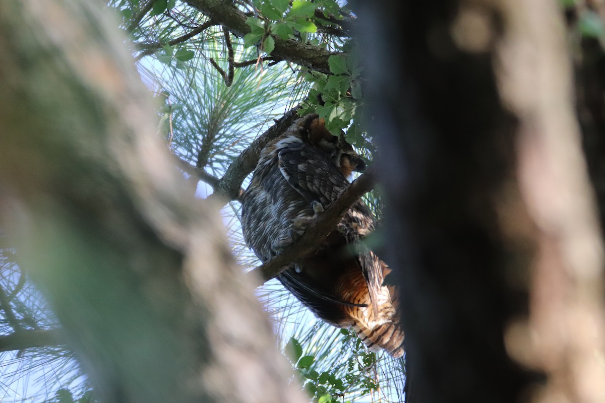 Great Horned Owl - ML253180941