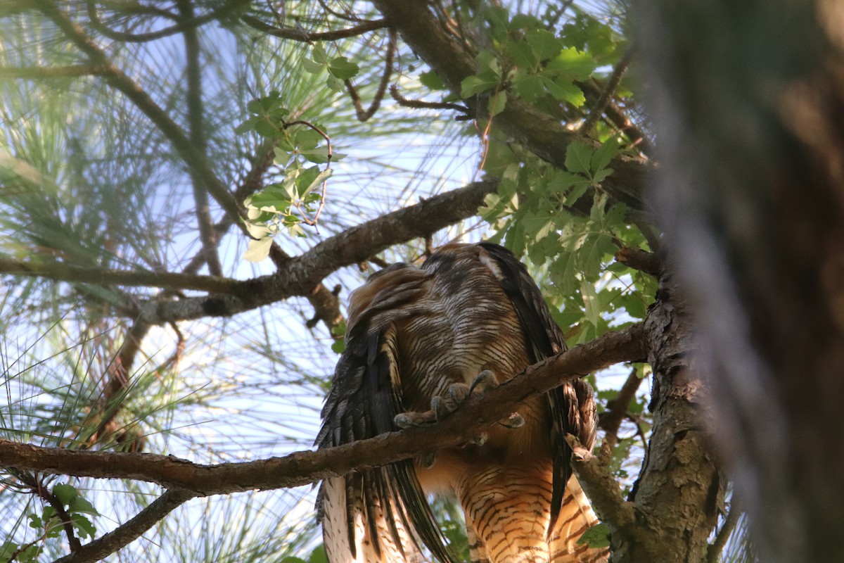 Great Horned Owl - ML253180981