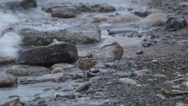 Regenbrachvogel - ML253181061