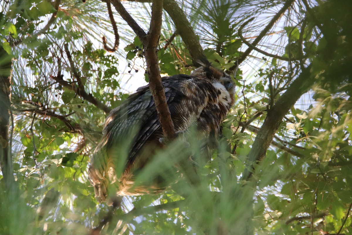 Great Horned Owl - ML253181151