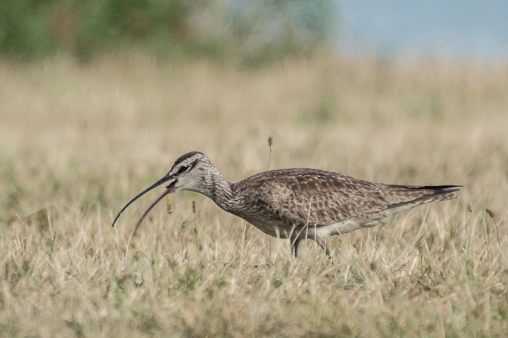 Whimbrel - ML253181441