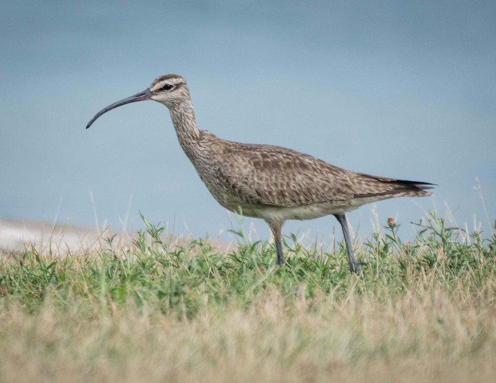 Whimbrel - ML253181451