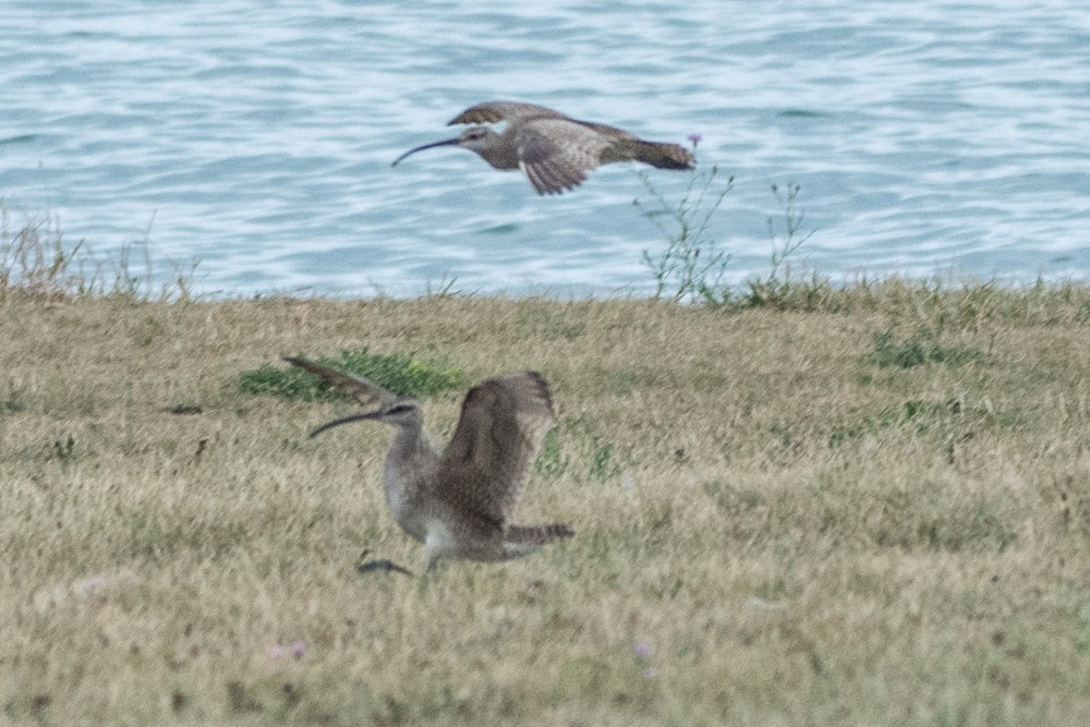 Whimbrel - ML253181461